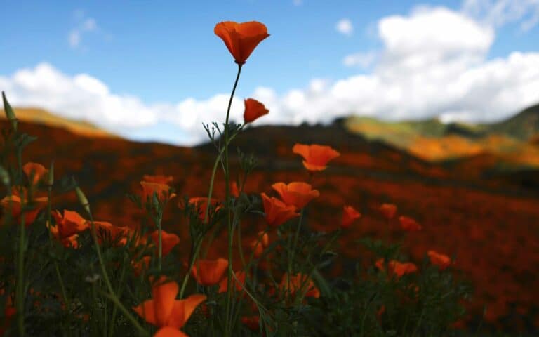 A poppy is in focus with a hilly field covered with them in the background.